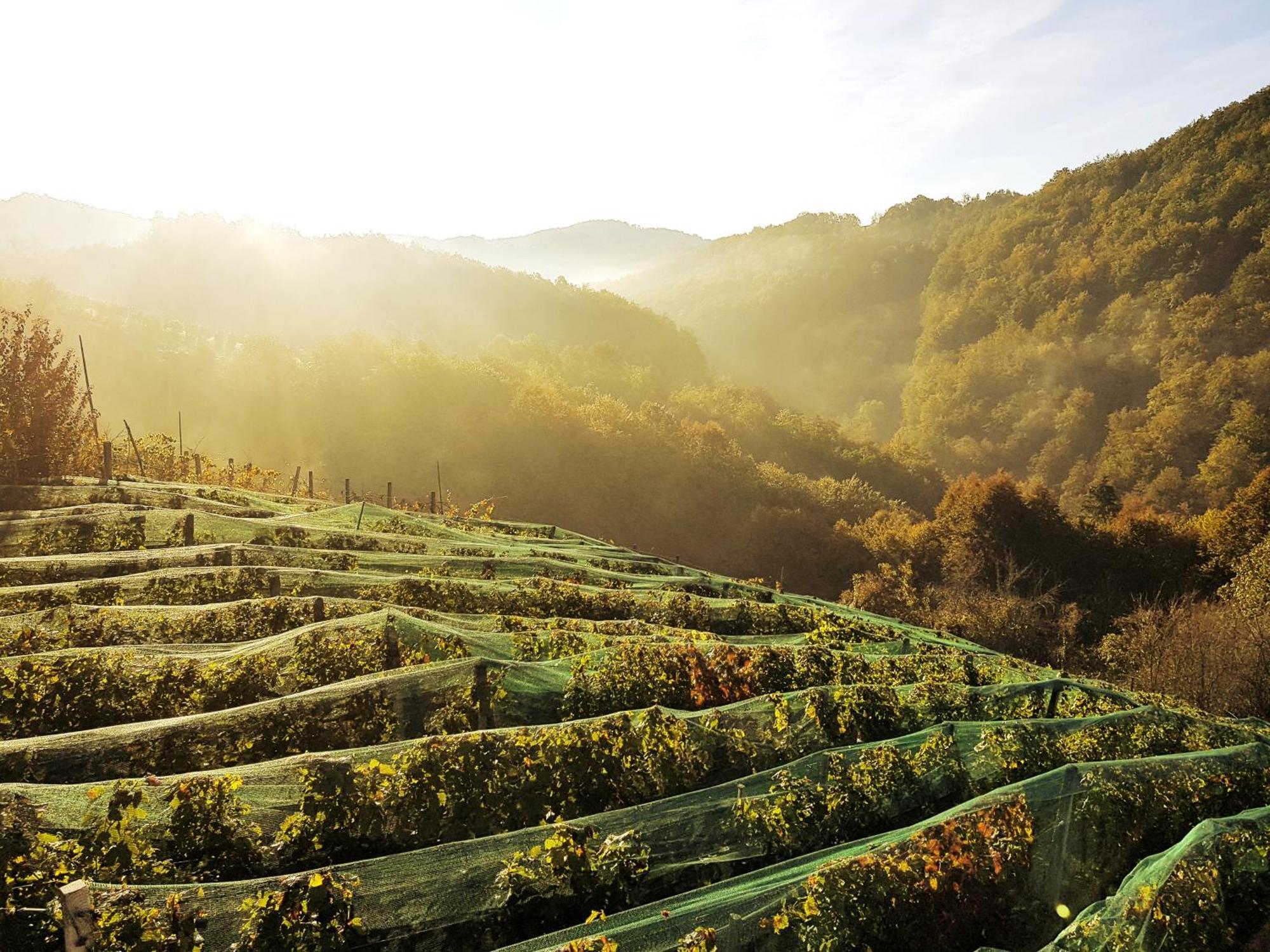 Vineyard Cottage Matej Trebnje Экстерьер фото