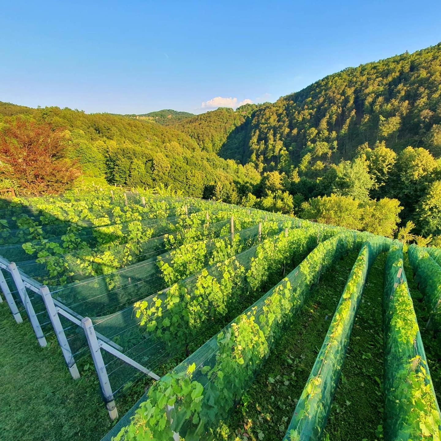 Vineyard Cottage Matej Trebnje Экстерьер фото